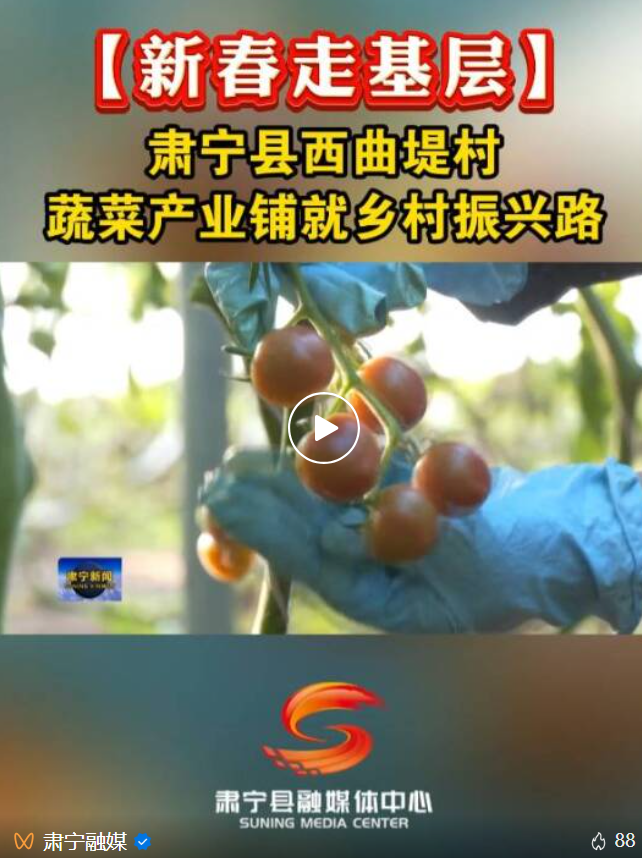 肃宁县：蔬菜产业铺就乡村振兴路