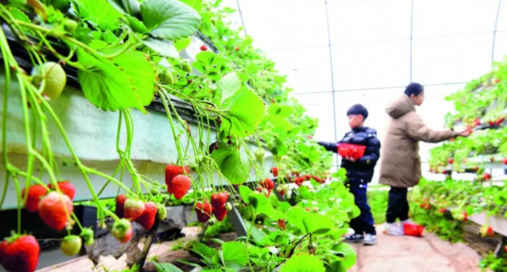 石家庄市栾城区：草莓高架育出“空中甜果”