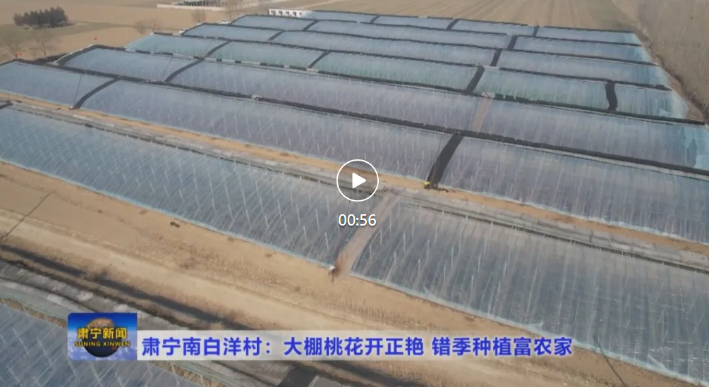  肃宁：大棚桃花开正艳 错季种植富农家