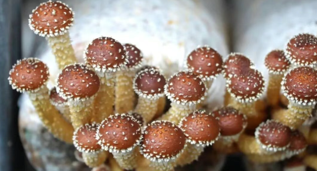 阜平菌菇上新！试种“海参菇”长势良好