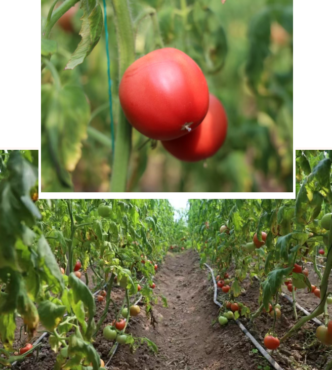 点亮春日“多巴胺”！元氏县普罗旺斯西红柿抢“鲜”上市